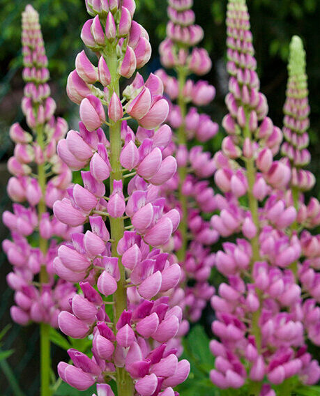 Lupine, Wolfsbohne (Lupinus)