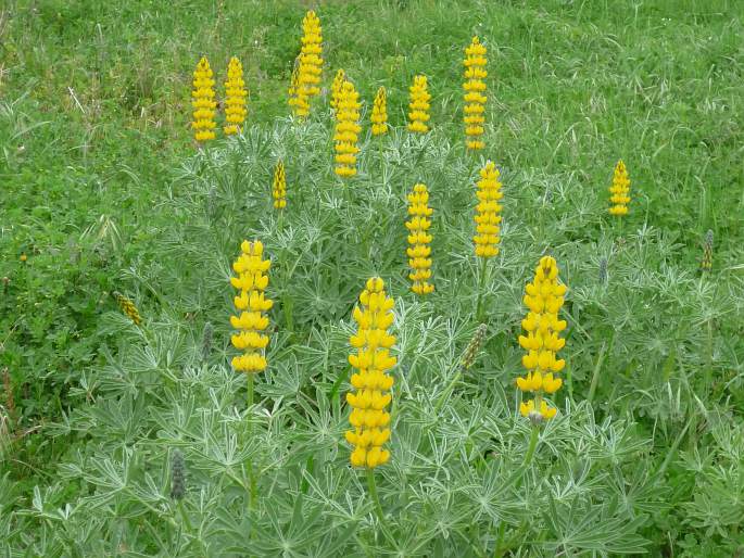 Gelbe Lupine (Lupinus luteus)