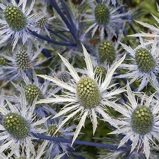 Mannstreu (Eryngium)