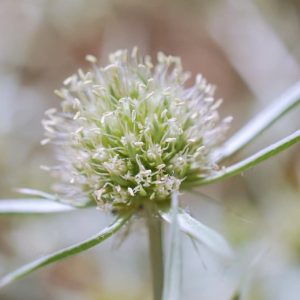 Feld-Mannstreu (Eryngium campestre) mit graugrünen, stacheligen Blättern auf einem trockenen Rasen.