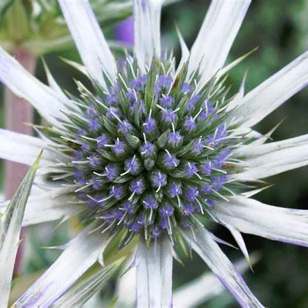 Spanische Mannstreu (Eryngium bourgatii)