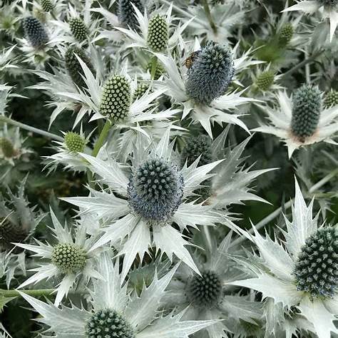 Riesen-Mannstreu (Eryngium giganteum)