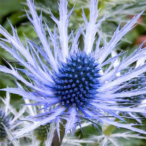 Flachblättrige Mannstreu (Eryngium planum)