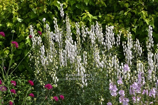 Eisenhut weiß - Aconitum alba