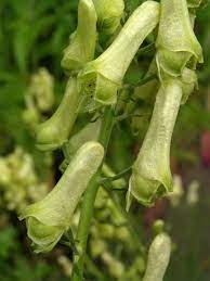 Gelber Eisenhut - Aconitum lycoctonum
