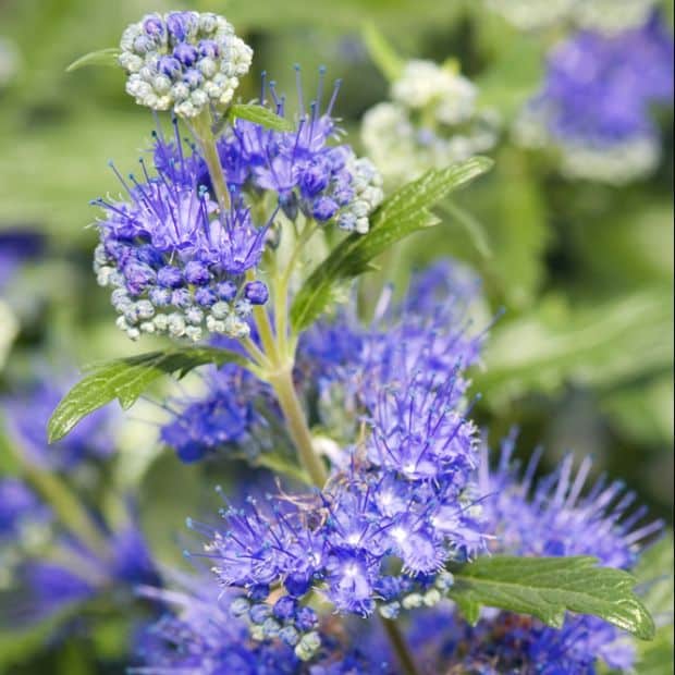 Detail des blauen Blütenstandes der Bartblume, der an den diesjährigen Trieben erscheint