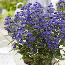 Blauglockenbaum grand bleu