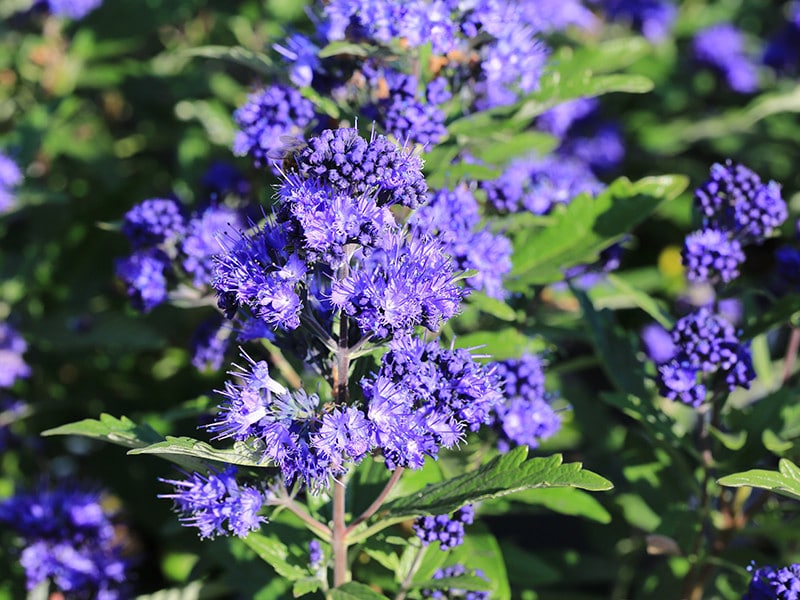 Ausgewachsener Bartblumenstrauch in voller blauer Blüte als Solitär im Garten