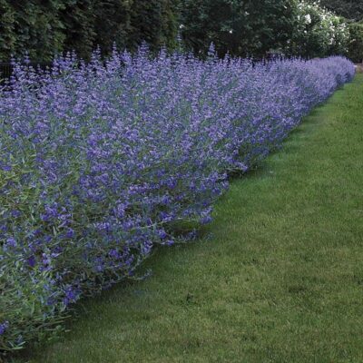 Blaubart - Caryopteris clandonensis
