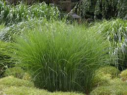 Chinaschilf Gracillimus - Miscanthus sinensis Gracillimus