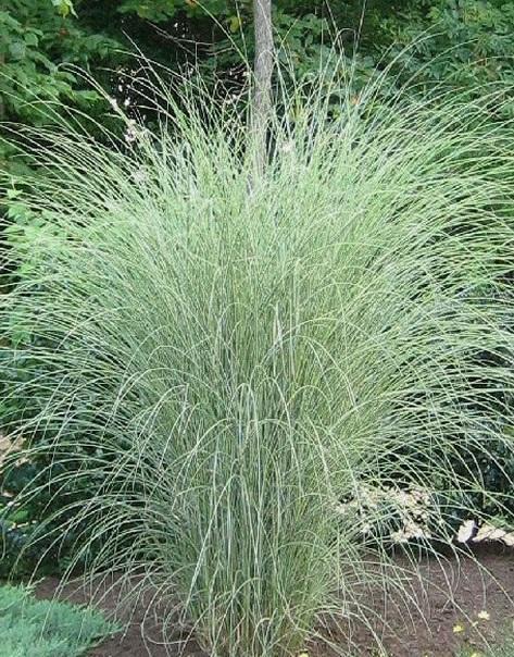 Chinaschilf Miscanthus sinensis