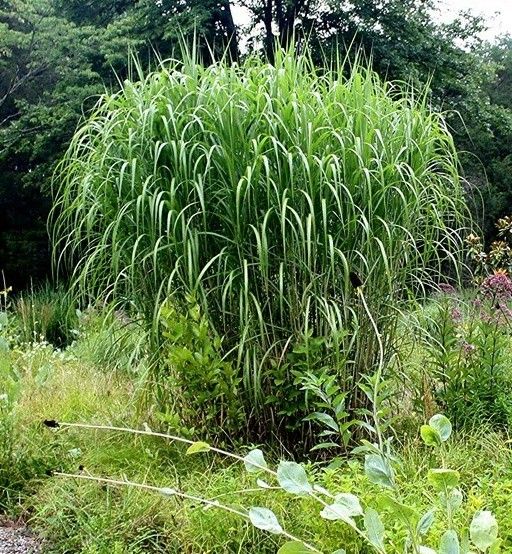 Riesenmiscanthus Miscanthus giganteus