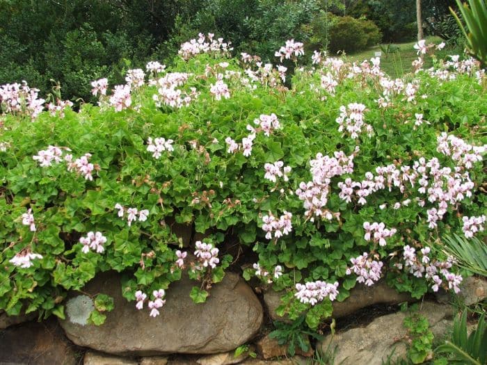 Hänge-Pelargonie - Pelargonium peltatum