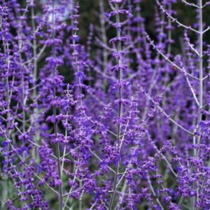 Sorte Perovskia 'Blue Spire' mit blauvioletten Rispen winziger Blüten an silbrigen Stängeln