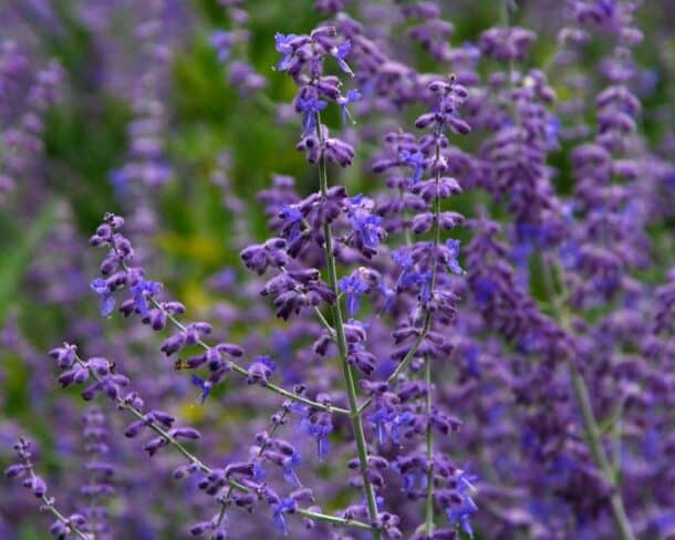 Blühende Silber-Perowskie mit dichten blauvioletten Rispen und silbrigen Stängeln