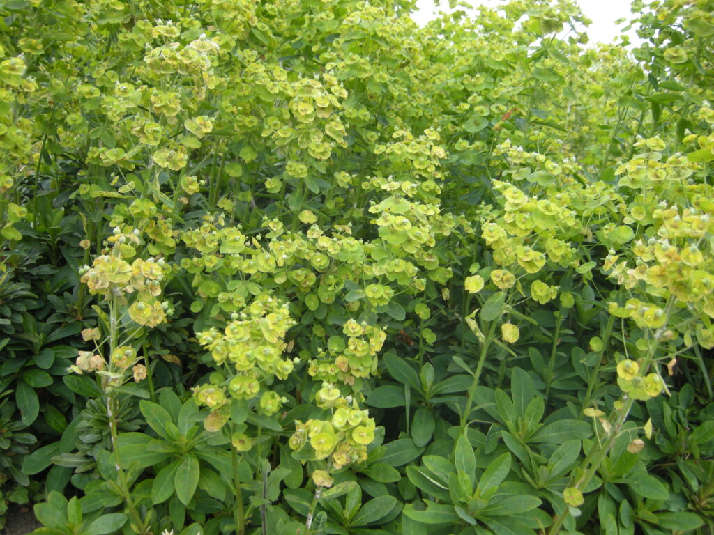 Wolfsmilch (Euphorbia amygdaloides var. robbiae)