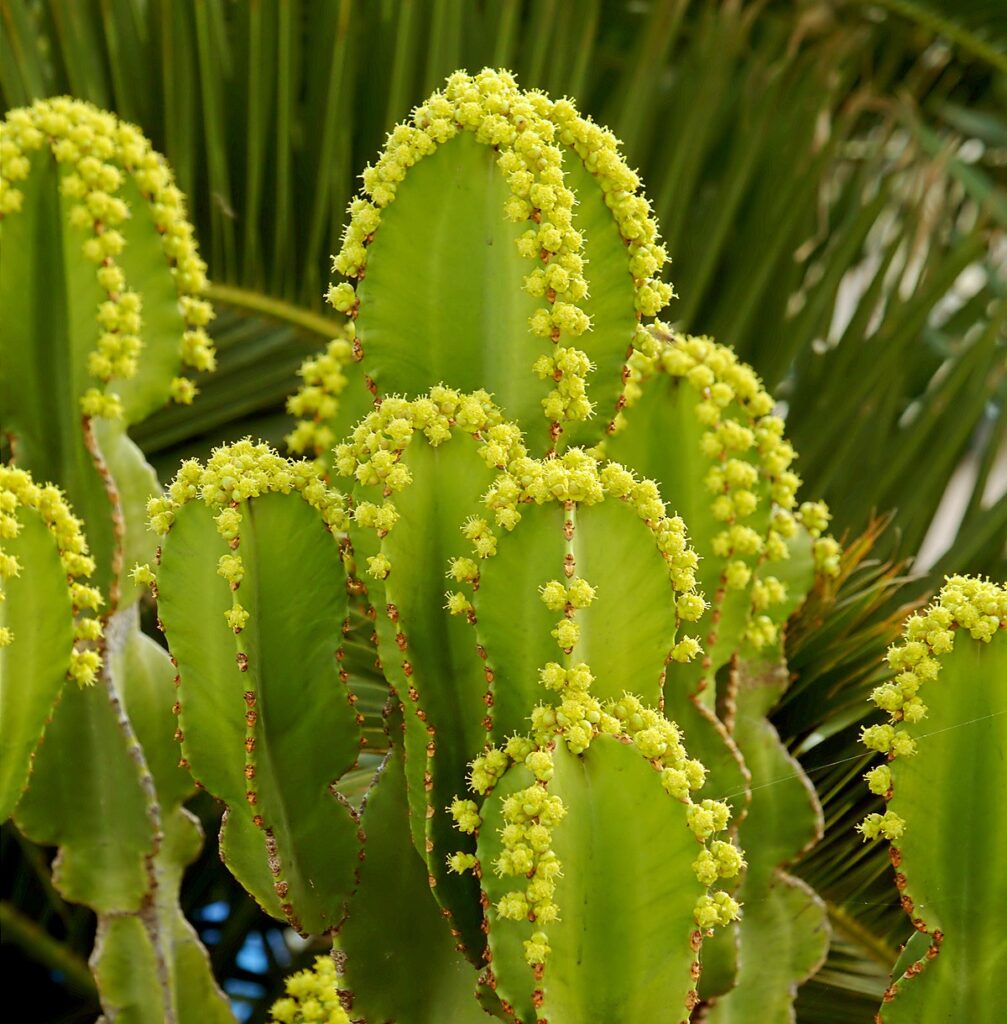 Wolfsmilch (Euphorbia candelabrum)