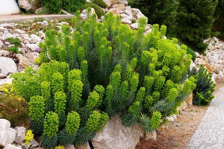 Wolfsmilch (Euphorbia characias ssp. wulfenii)