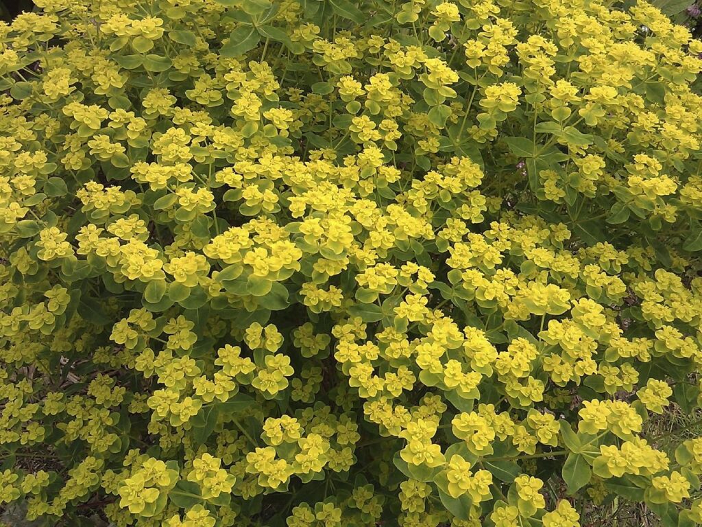 Wolfsmilch (Euphorbia corallioides)