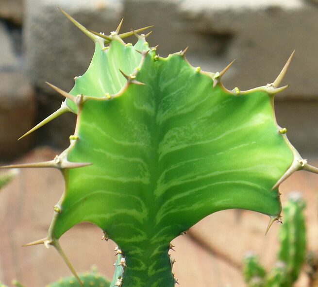 Wolfsmilch (Euphorbia grandicornis)