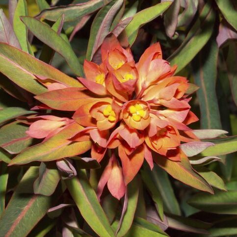 Wolfsmilch (Euphorbia griffithii)