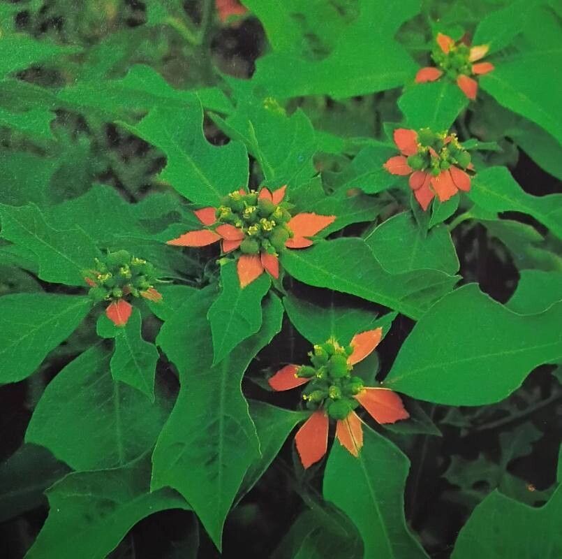 Wolfsmilch (Euphorbia heterophylla)