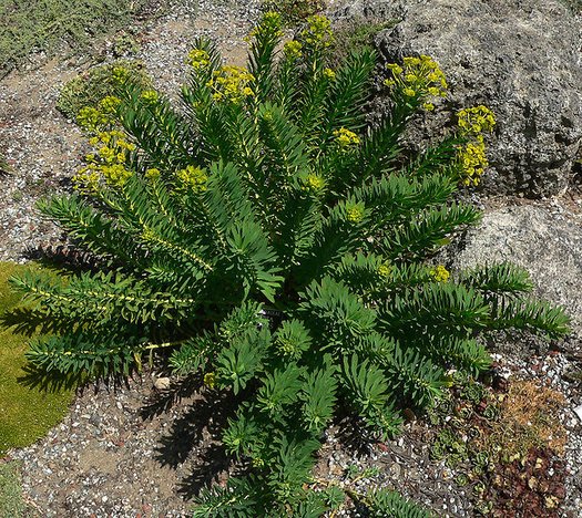 Wolfsmilch (Euphorbia nicaeensis)