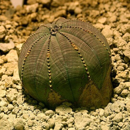 Wolfsmilch (Euphorbia obesa)