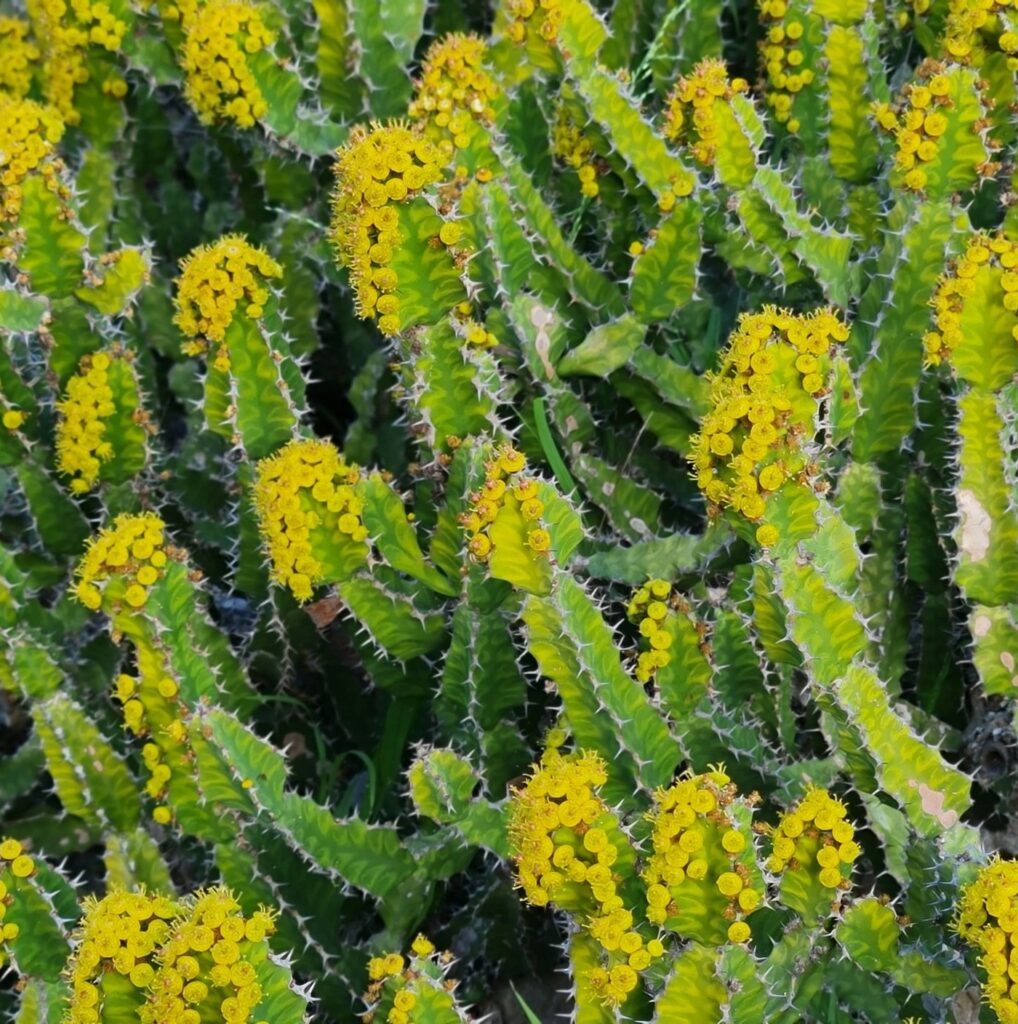 Wolfsmilch (Euphorbia pseudocactus)