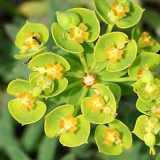 Wolfsmilch (Euphorbia seguieriana)