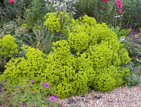 Wolfsmilch (Euphorbia seguieriana ssp. niciciana)