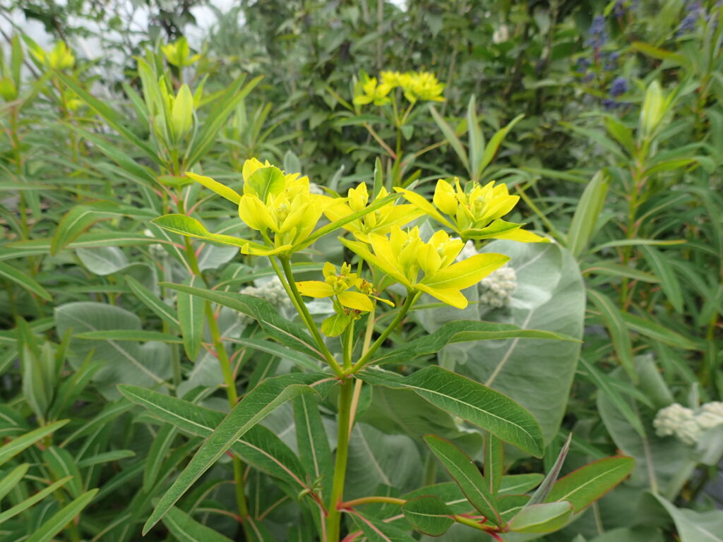 Wolfsmilch (Euphorbia sikkimensis)