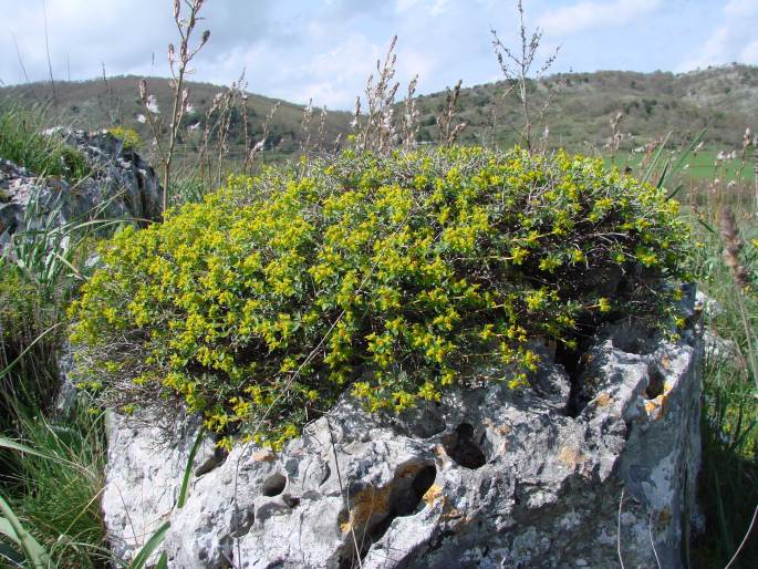 Wolfsmilch (Euphorbia spinosa)