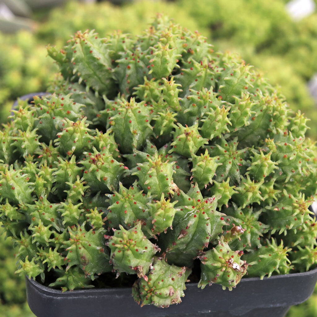 Wolfsmilch (Euphorbia submammillaris)