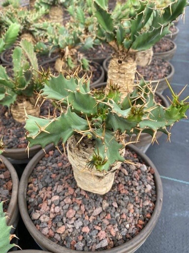 Wolfsmilch (Euphorbia tortirama)