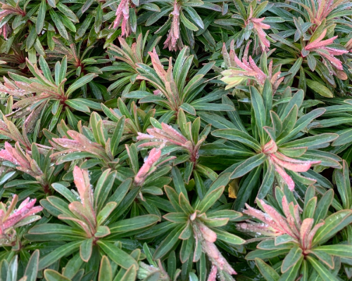 Wolfsmilch (Euphorbia × martinii)