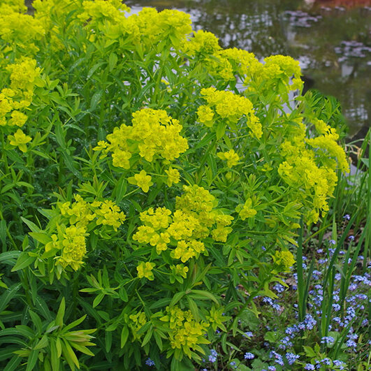 Sumpf-Wolfsmilch (Euphorbia palustris)