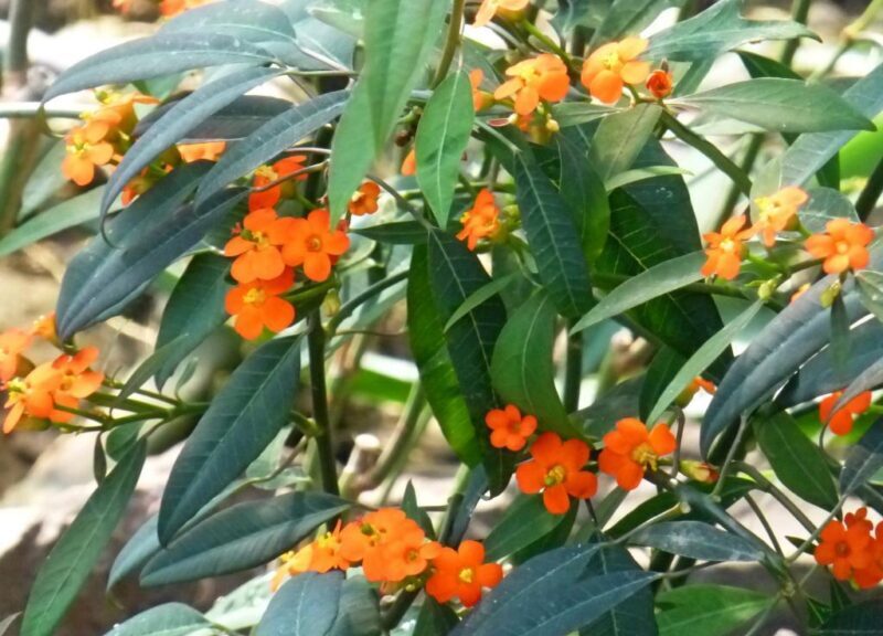 Glänzende Wolfsmilch (Euphorbia fulgens)