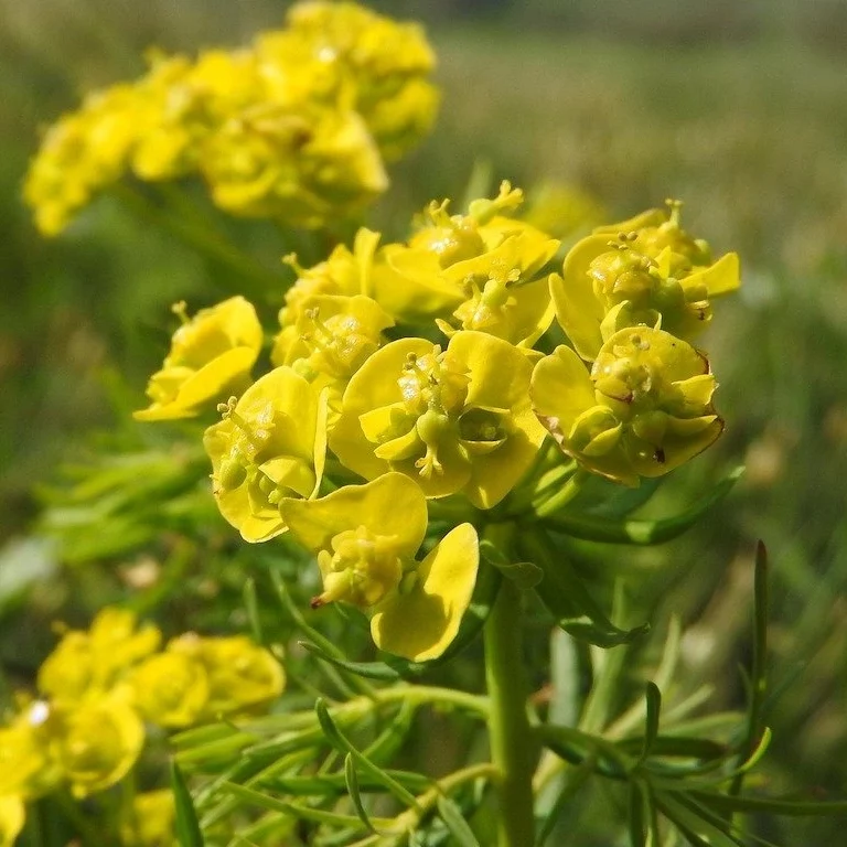 Zypressen-Wolfsmilch (Euphorbia cyparissias)