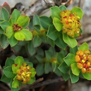 Polster-Wolfsmilch (Euphorbia capitulata) – Nahaufnahme der Triebspitzen mit grünen Hochblättern und gelborangen Blüten
