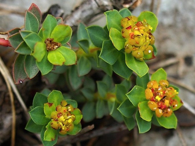 Kopfförmige Wolfsmilch (Euphorbia capitulata)