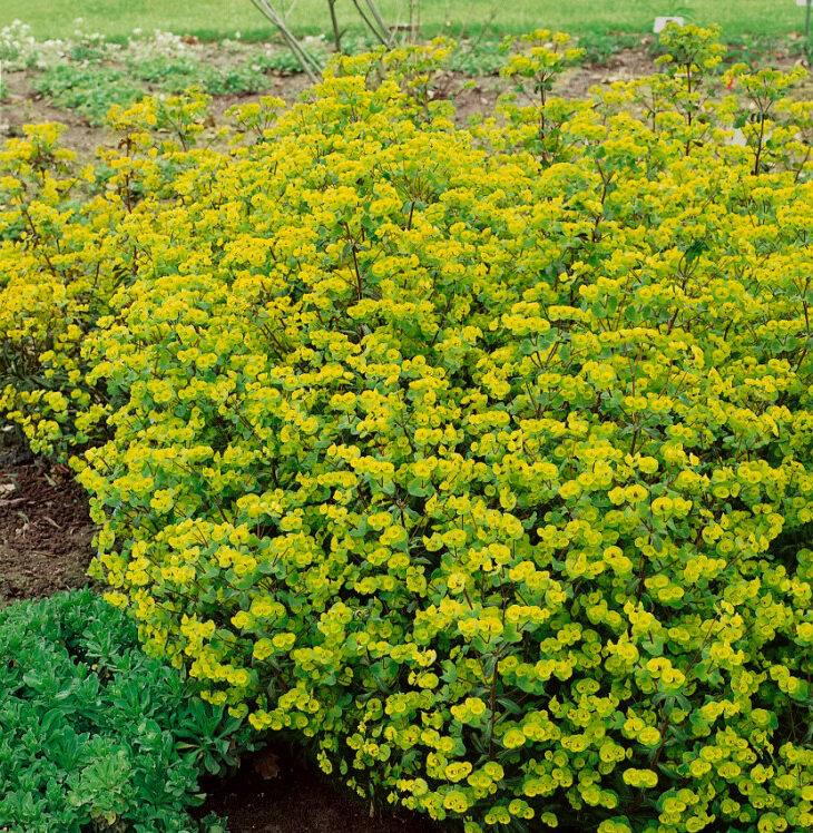 Mandelwolfsmilch (Euphorbia amygdaloides)