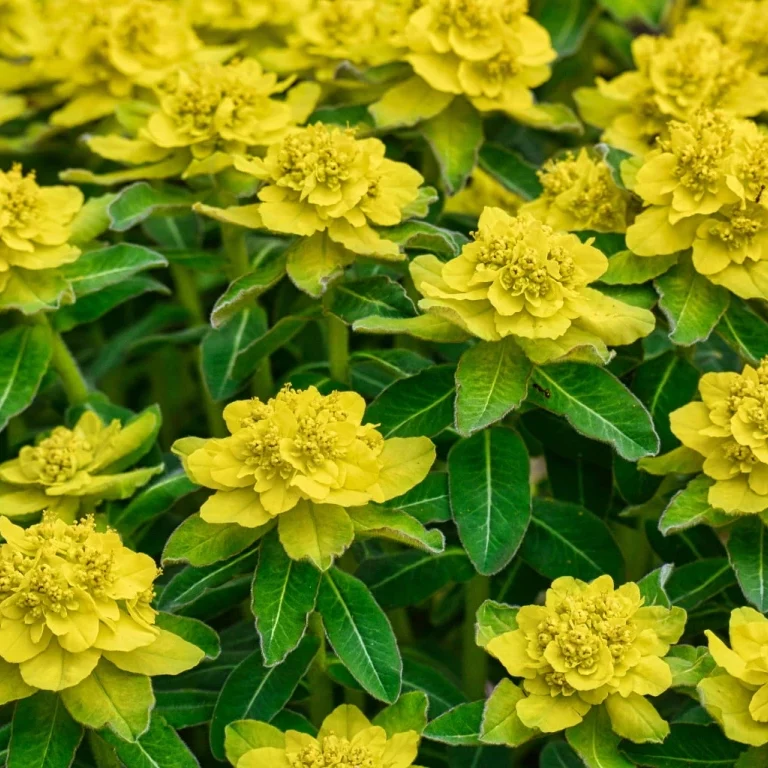 Vielfarbige Wolfsmilch (Euphorbia polychroma)