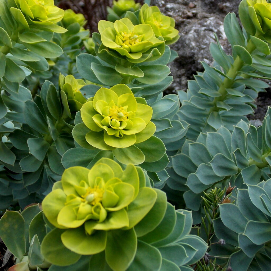 Myrtenblättrige Wolfsmilch (Euphorbia myrsinites)