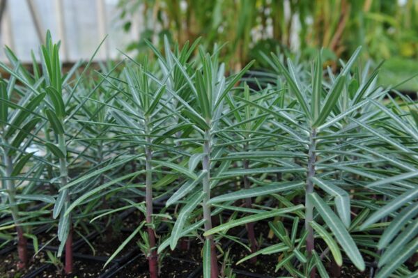 Kreuzblättrige Wolfsmilch (Euphorbia lathyris)
