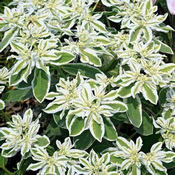 Schneeauf dem Berge (Euphorbia marginata)