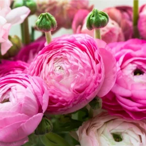 Rosa gefüllte Blüten der Ranunkel (Ranunculus) in Nahaufnahme