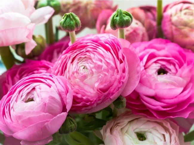 Hahnenfuß (Ranunculus)