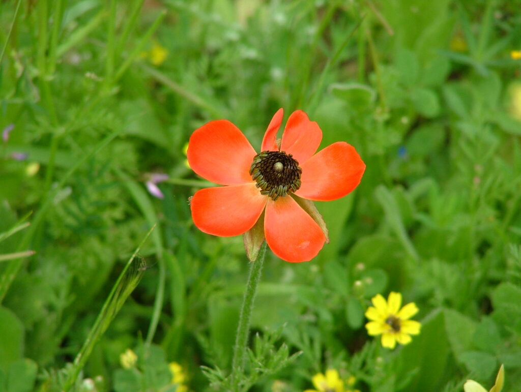 Asiatischer Hahnenfuß (Ranunculus asiaticus)
