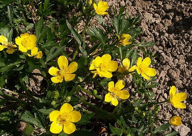 Kriechender Hahnenfuß (Ranunculus repens)